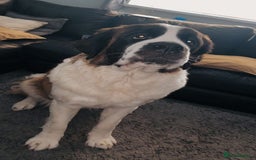 Saint Bernard dogs for sale: 1 year old Saint Bernard bitch - Image 2