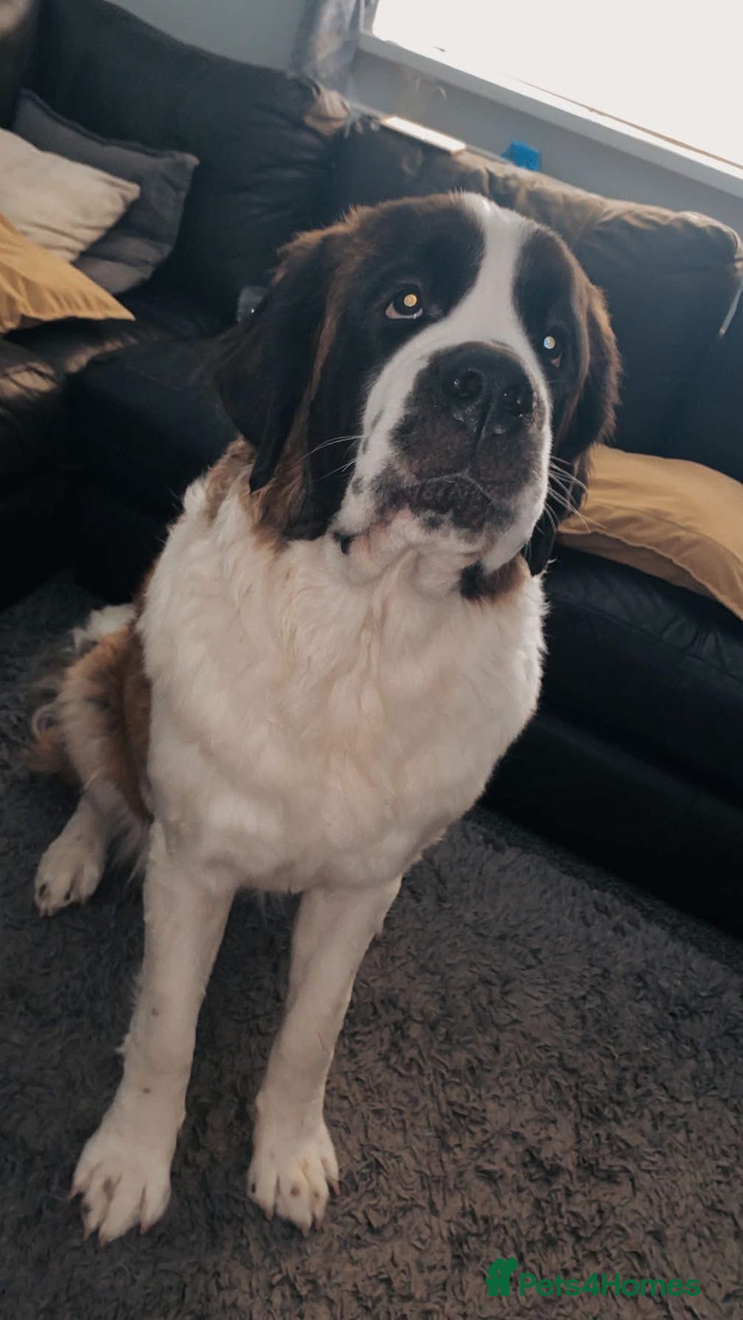 Saint Bernard dogs for sale: 1 year old Saint Bernard bitch - Image 2