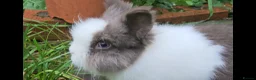 Lionhead rabbits for sale: Beautiful Double-maned Lionhead Rabbits for Sale - Advert 34