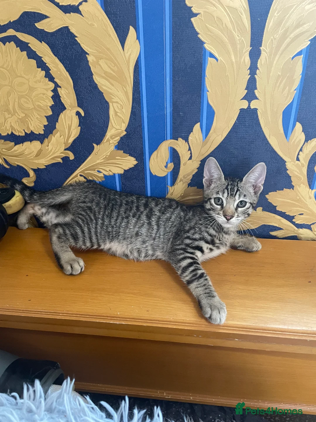 Bengal cats for sale: ❤️WE ARE SO FRIENDLY BEAUTIFUL CUDDLES ❤️ - Advert 2