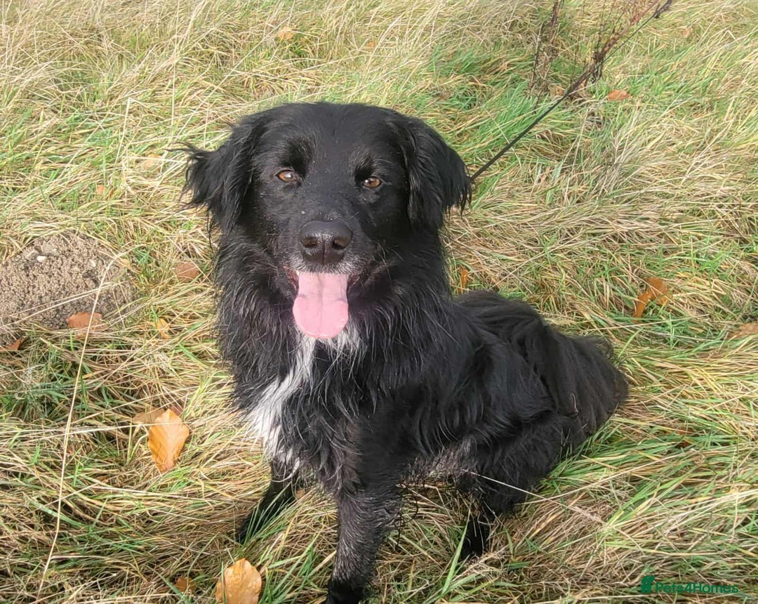 Mixed Breed dogs for adoption: Meet Nero - Advert 1