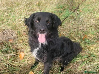 Mixed Breed dogs Meet Nero - Advert 7
