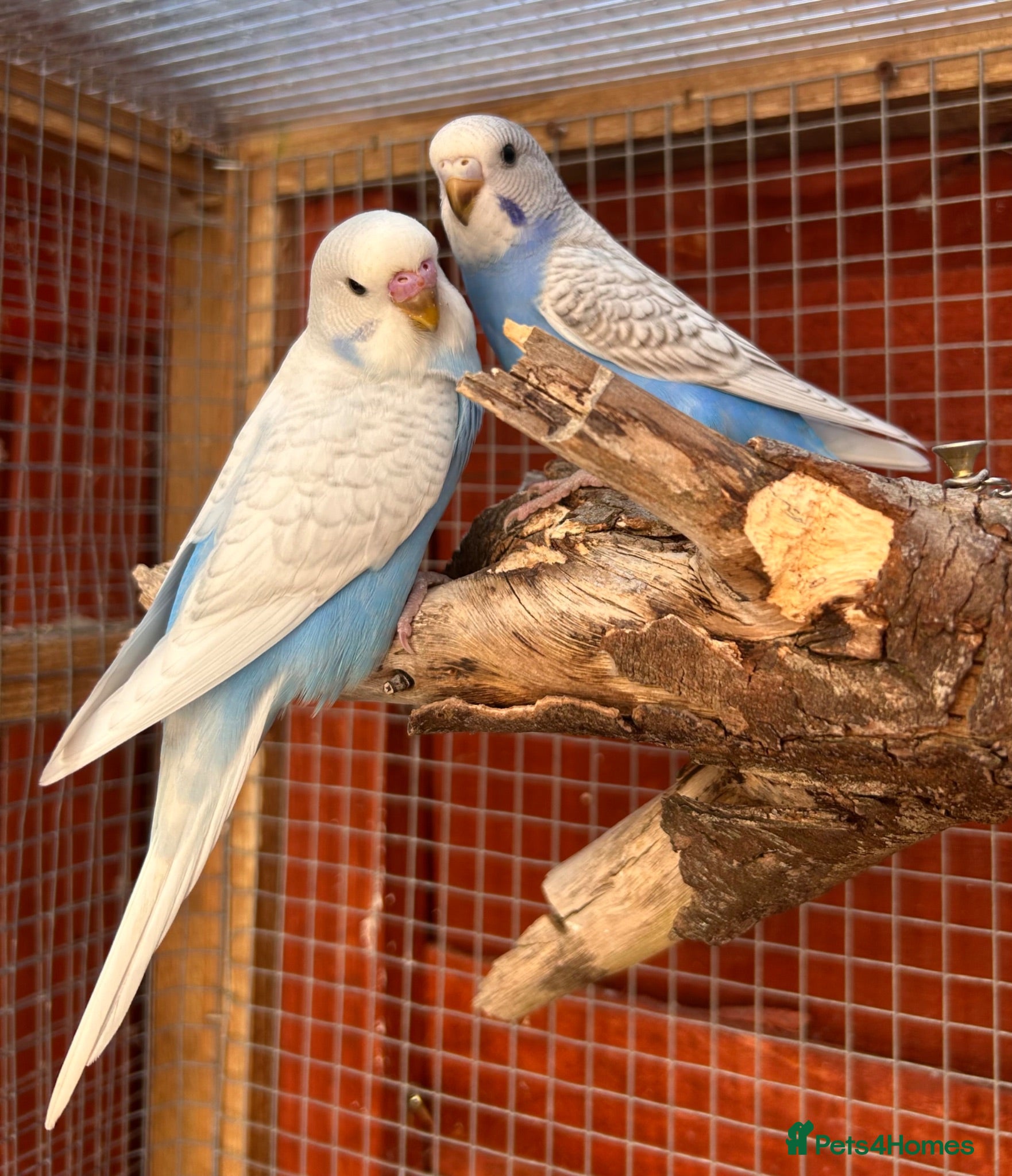 Budgerigars birds Baby budgies  - Advert 4