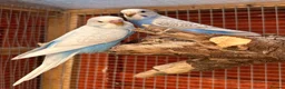 Budgerigars birds for sale: Baby budgies  - Advert 1
