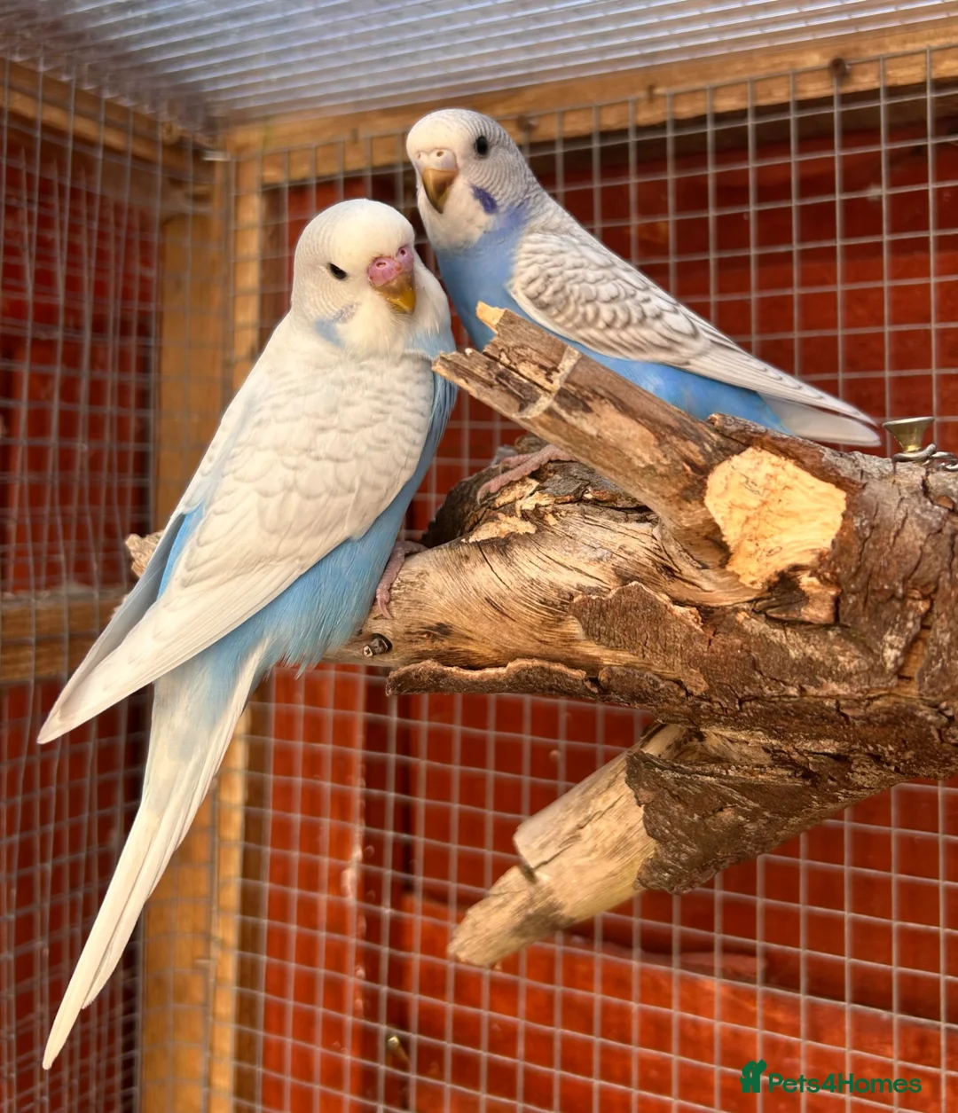Budgerigars birds for sale: Baby budgies  - Advert 1