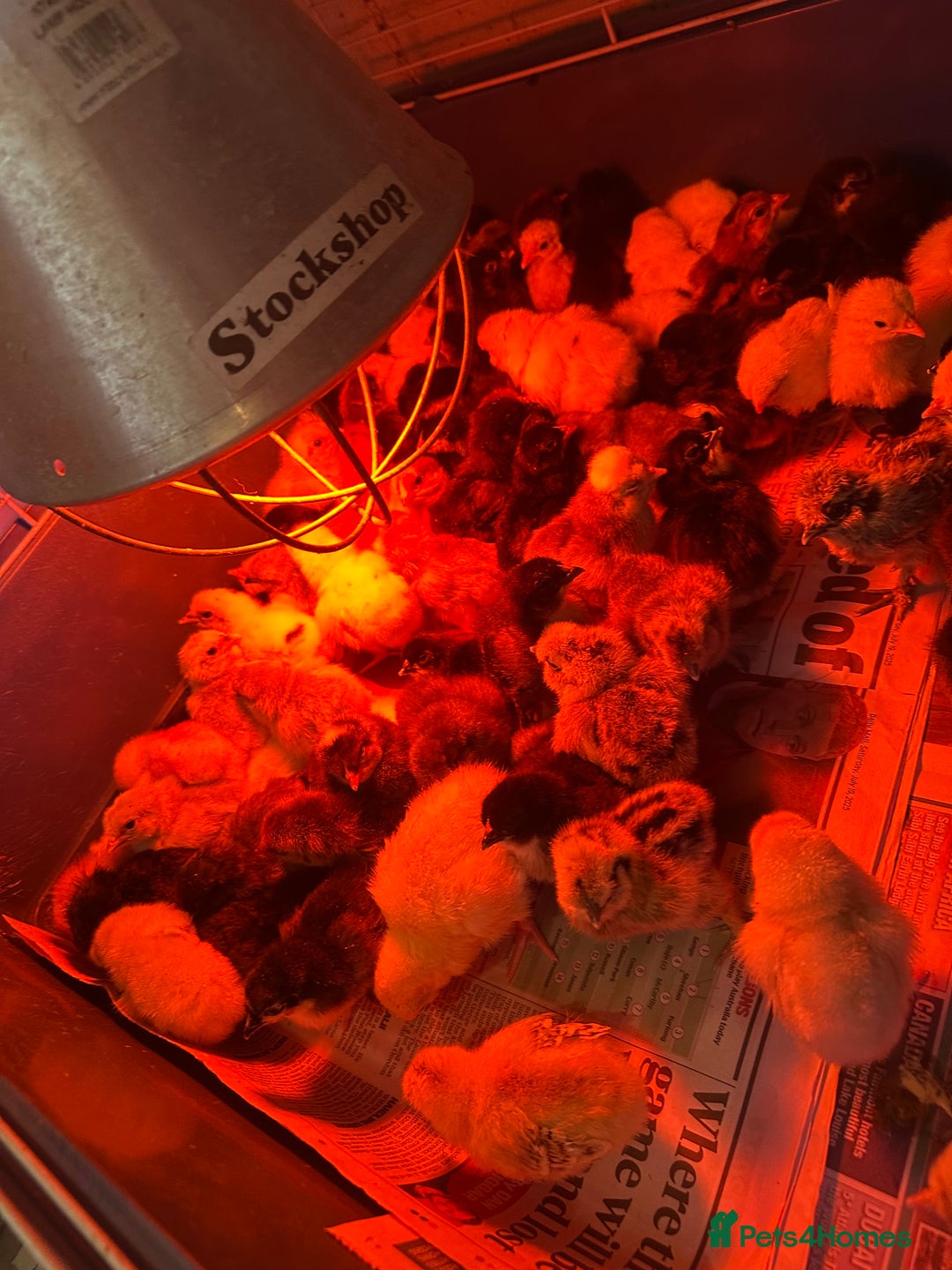 Chickens poultry for sale: Chicks silkie polish pekin hybrids pure breeds  - Image 9