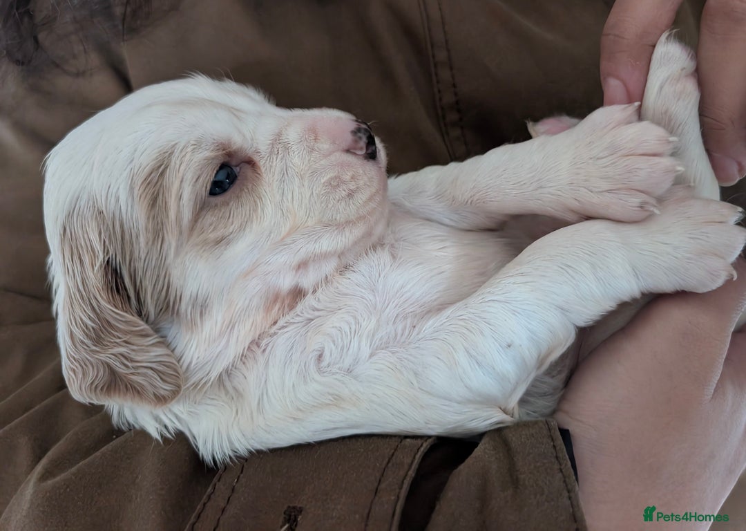 English Setter dogs for sale: English setters - Advert 8