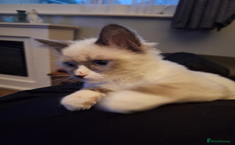 Ragdoll cats - Advert 12