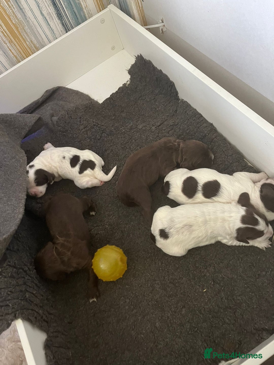 Sprocker dogs for sale: Beautiful Sprocker puppies  - Image 29