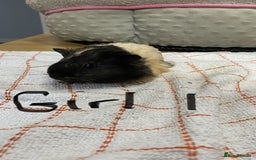 Guinea Pig rodents for sale: 3 Female Guinea Pigs - Image 2