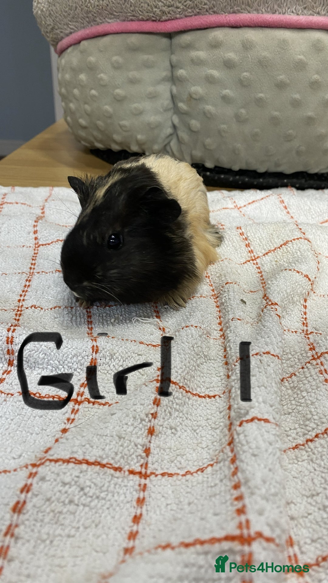 Guinea Pig rodents for sale: 3 Female Guinea Pigs - Image 2