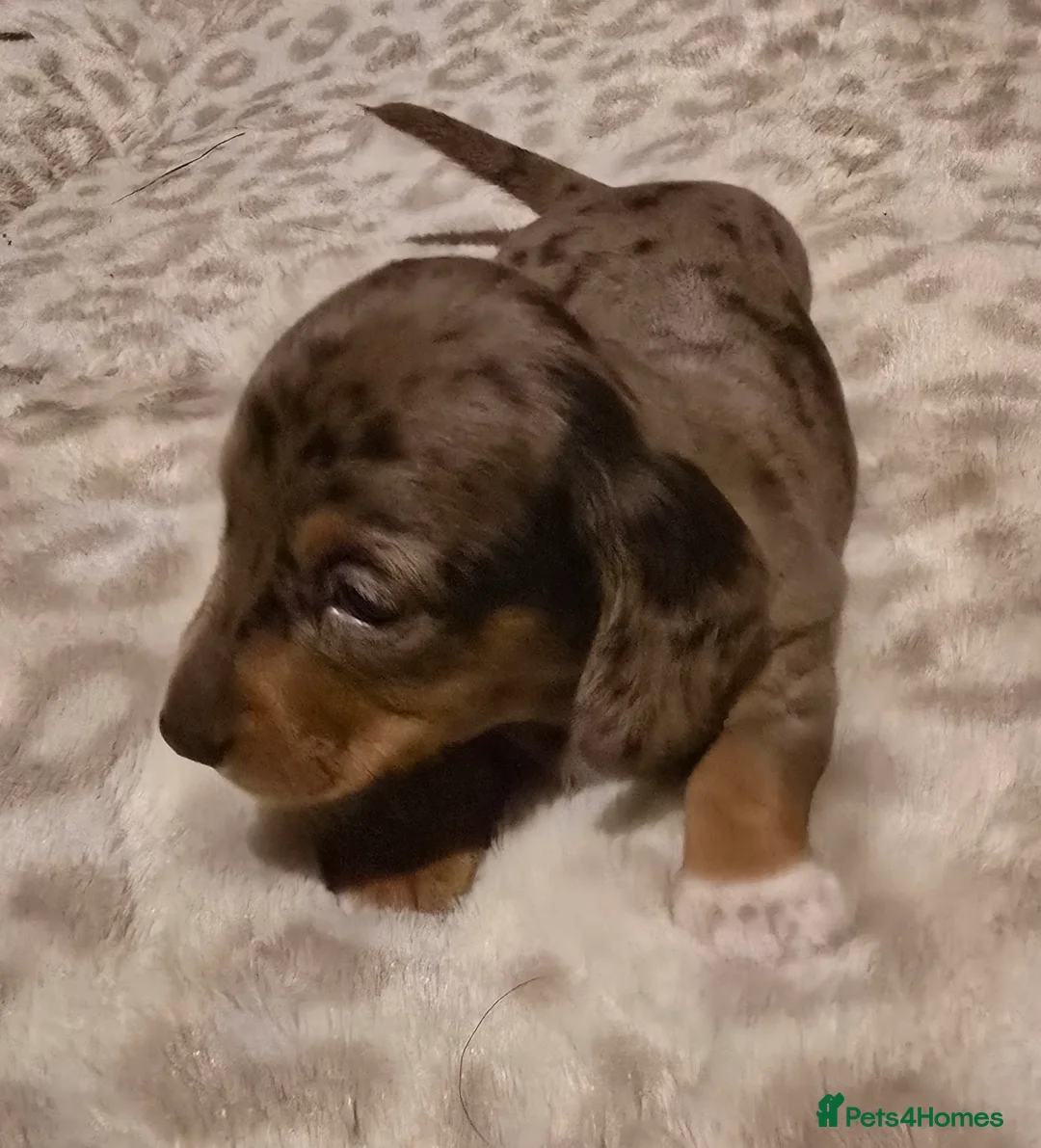 Miniature Dachshund dogs for sale: Kc reg miniature dachshunds puppies  - Advert 8
