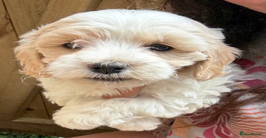 Maltipoo dogs - Advert 8