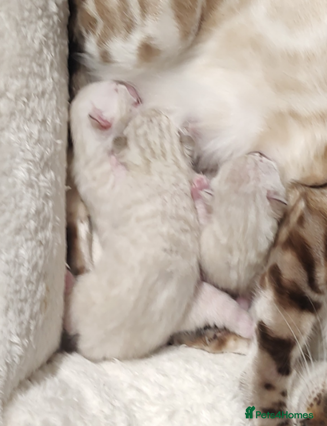 Bengal cats for sale: Snow Bengal kitten - Image 7