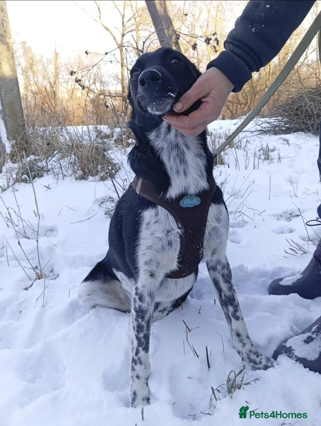 Mixed Breed dogs for adoption: ❤️GEMMIE❤️1yo girl, who chose life, people and fun - Advert 11