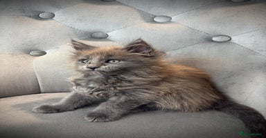 Maine Coon cats - Advert 15