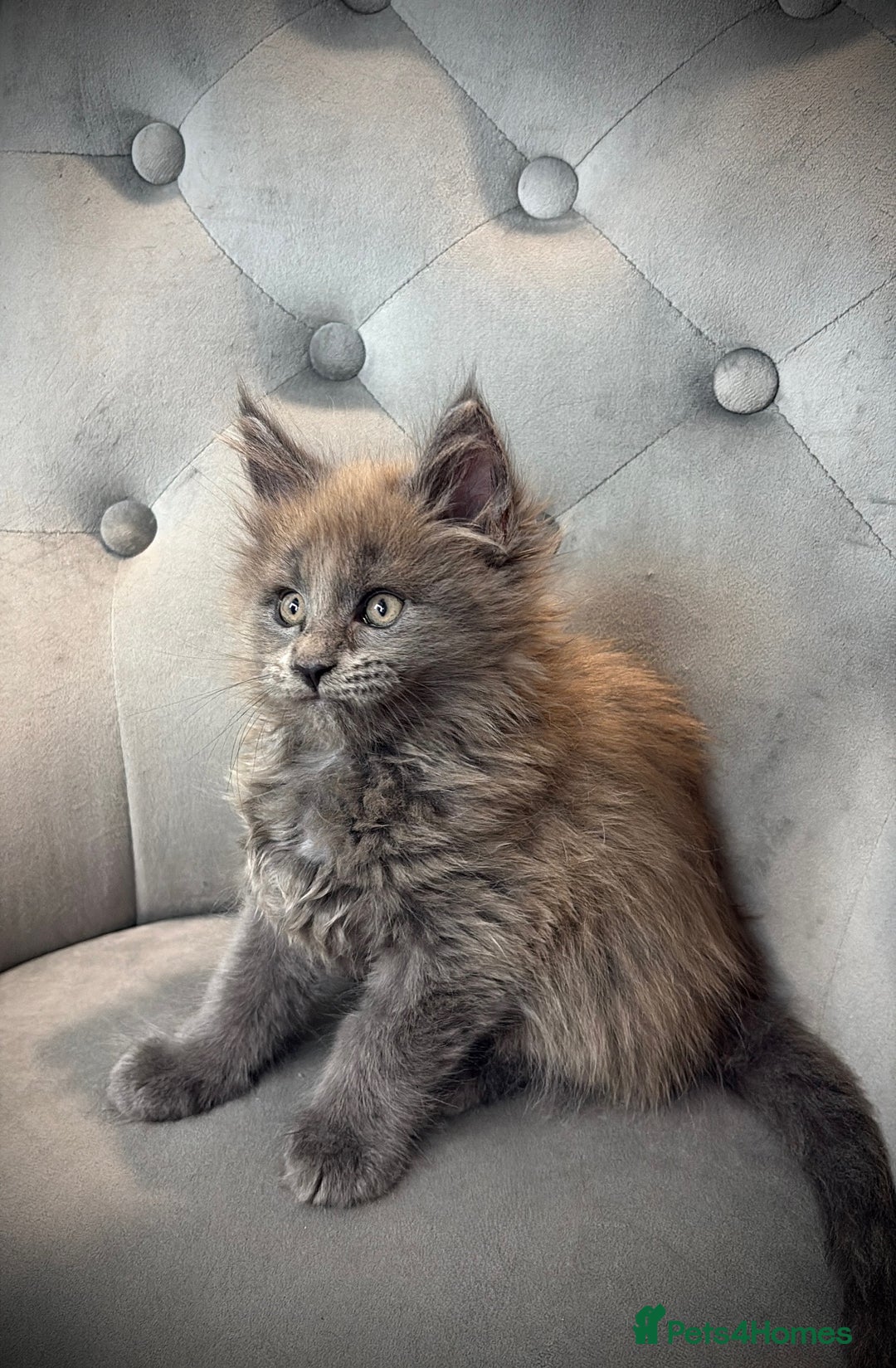 Maine Coon cats for sale: Maine Coone - Image 3