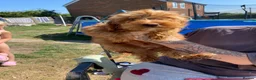 Cavapoo dogs for sale: F1b cavapoos - Advert 8
