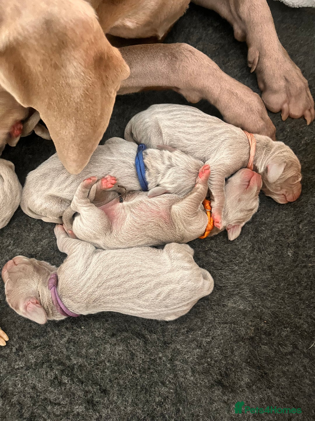 Weimaraner dogs for sale: Weimaraner litter - Image 16