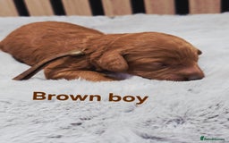 Cavapoo dogs for sale:  🐕Ruby Cavapoo Toy F1bb 🧸DNA tested🧸 - Image 12
