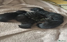 Mixed Breed cats for sale: Boys and girls available  - Image 4