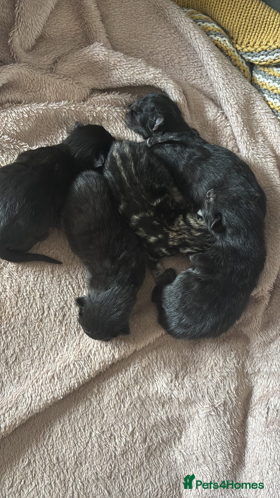 Mixed Breed cats for sale: Boys and girls available  - Image 4