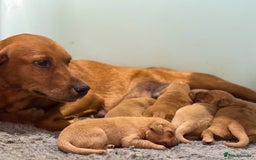 Goldador dogs for sale: Stunning Goldador Puppy’s DNA Clear KC Parents - Image 9