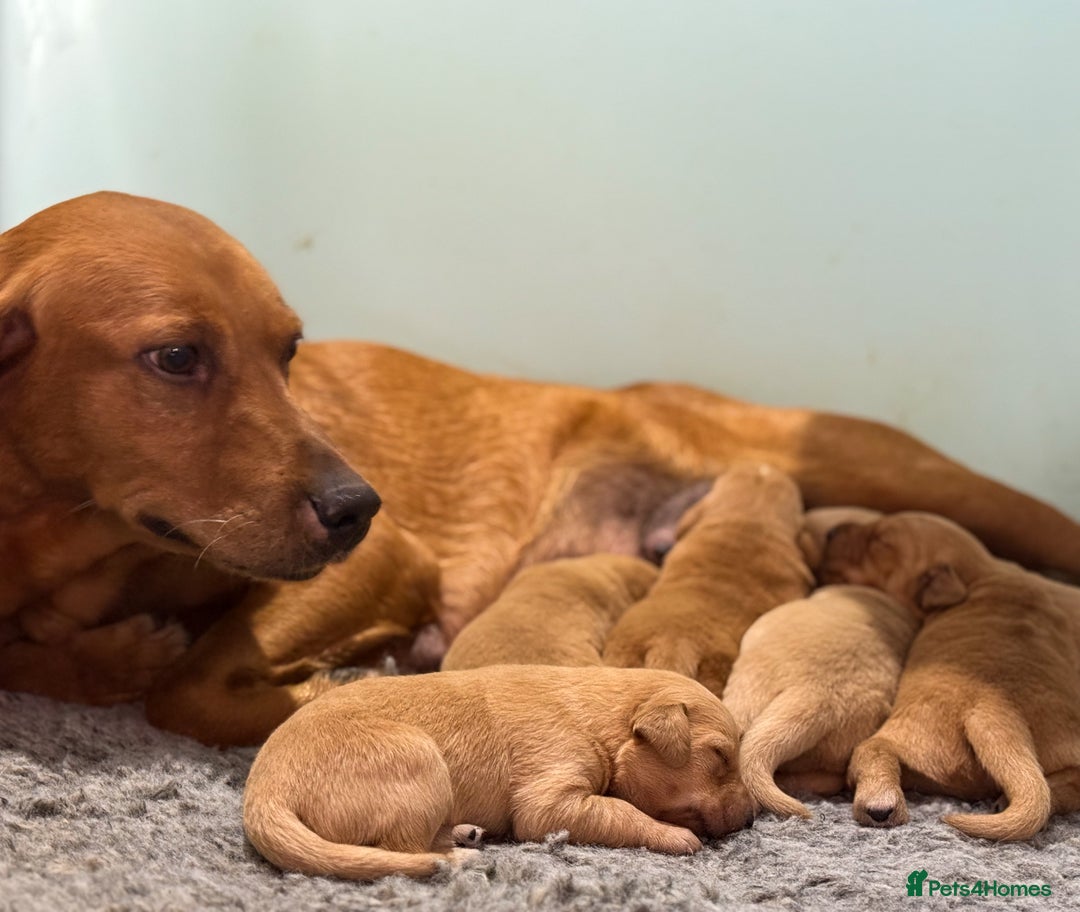 Goldador dogs for sale: Stunning Goldador Puppy’s DNA Clear KC Parents - Image 9