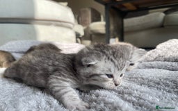 Scottish Fold cats for sale: Scottish fold kittens - Image 3