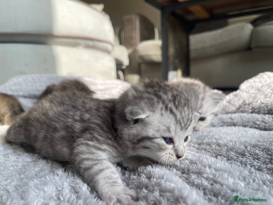 Scottish Fold cats for sale: Scottish fold kittens - Image 3