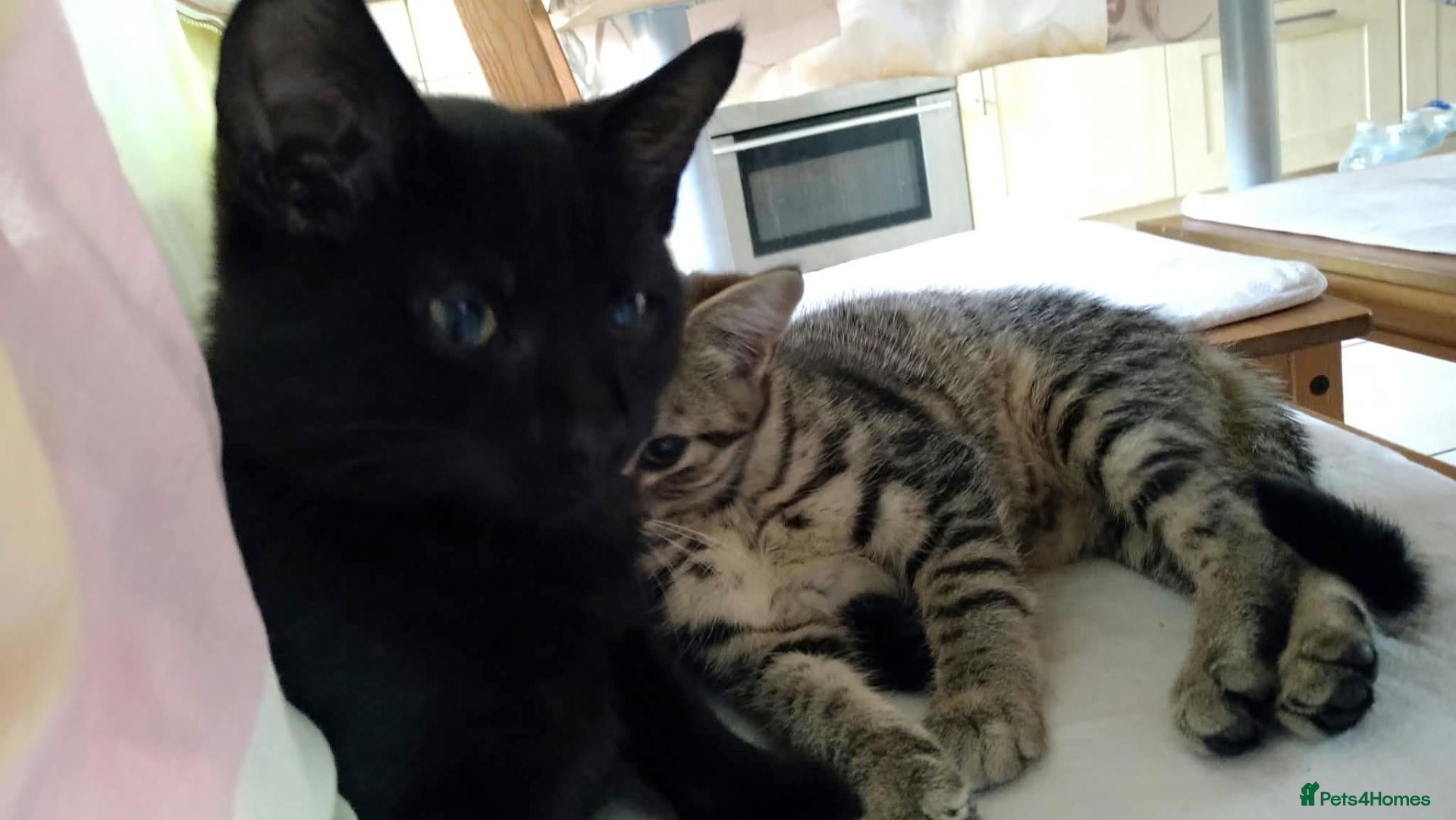 Mixed Breed cats Two adorable kittens looking for loving homes - Advert 1