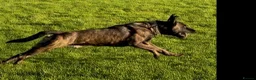 Belgian Shepherd Dog dogs for sale: Elite Malinois x Dutch Shepherd Puppies  - Advert 1