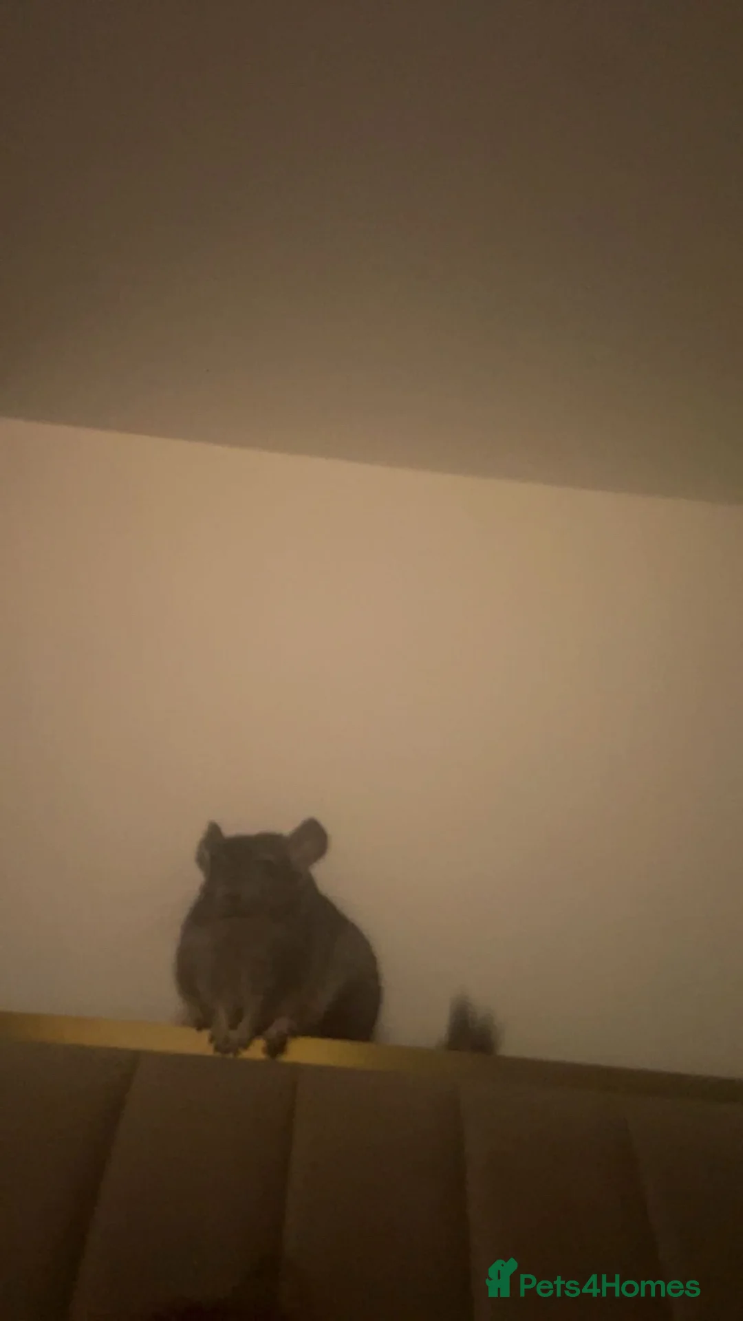 Chinchilla rodents for sale: chinchilla and cage  in Manchester - Advert 2