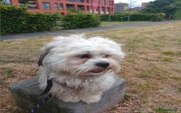 Mixed Breed dogs for sale: Beautiful Lhasa Apso boy - Image 2