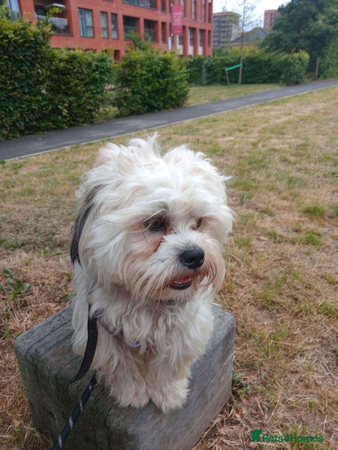 Mixed Breed dogs for sale: Beautiful Lhasa Apso boy - Image 2