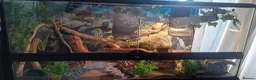 Leopard Gecko reptiles for sale: 2 leopard geckos & vivarium  - Advert 3