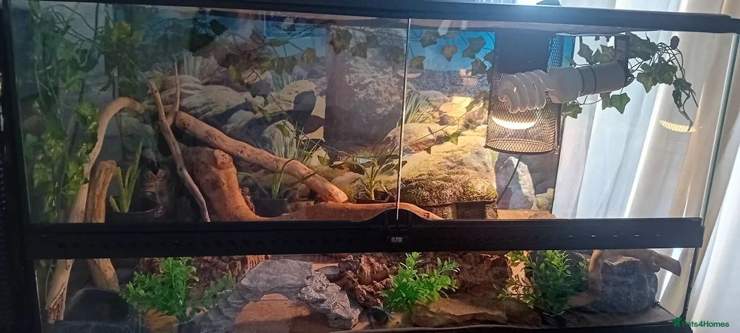 Leopard Gecko reptiles for sale: 2 leopard geckos & vivarium  - Advert 3