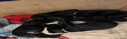 Labrador Retriever dogs for sale: Two Black KC Reg Labrador bitches from litter  in Yelverton - Advert 29