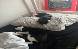 British Longhair cats for sale: British long hair boy cats - Image 9