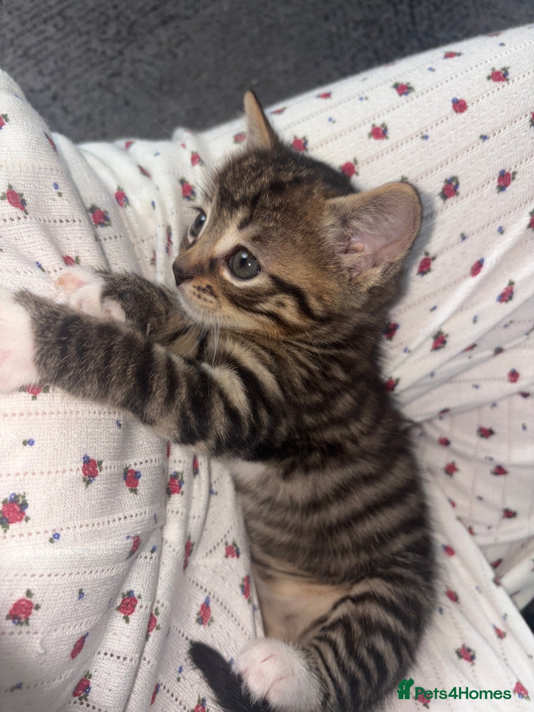 British Shorthair cats for sale: One gorgeous male tabby  - Advert 2