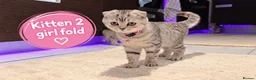 Scottish Fold cats for sale: Beautiful Scottish Fold,British & Munchkin Kittens - Advert 18