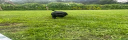 Springador dogs for sale: Springadore puppies for sale  in Thetford - Advert 17