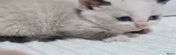 Domestic Shorthair cats for sale: Beautiful Litter of 8 Kittens –5 Females & 3 Males - Advert 11