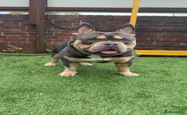 American Bully dogs - Advert 9