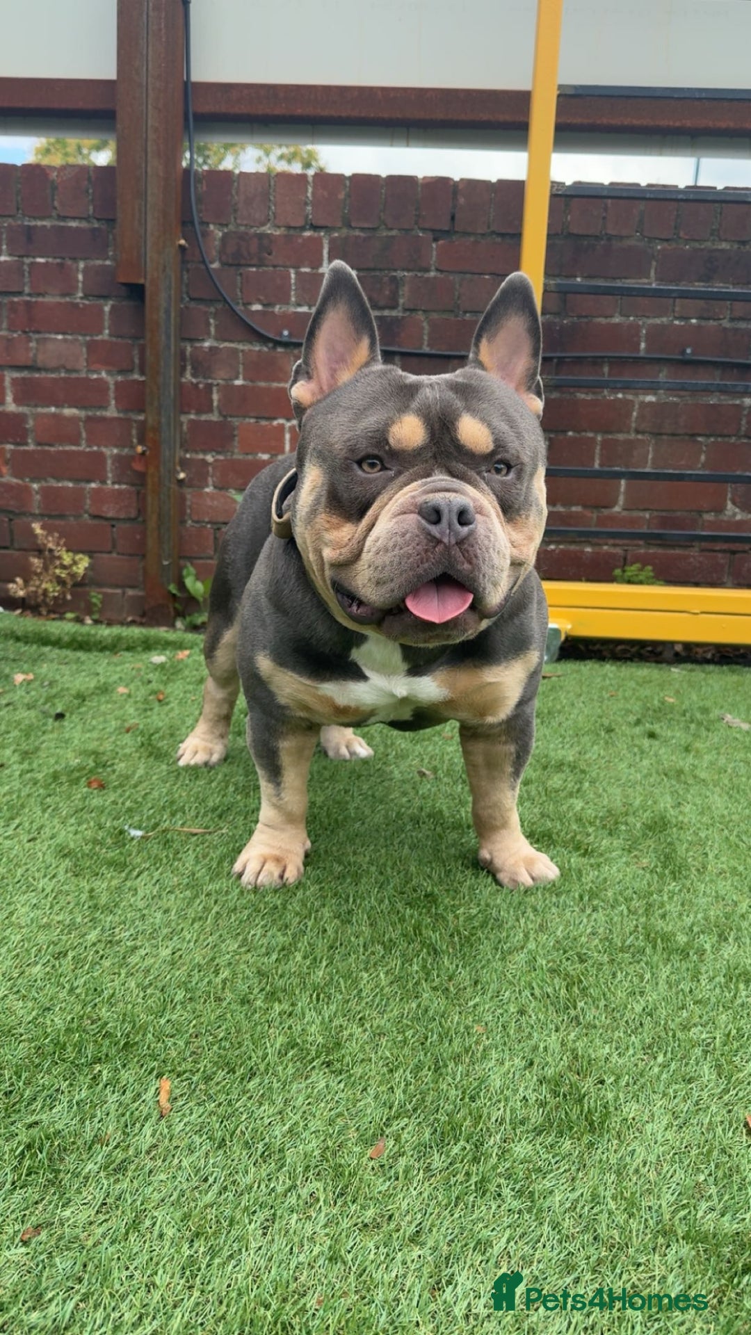 American Bully dogs for sale: POCKET BULLY!! MCLOVIN x COWBOY  - Image 1