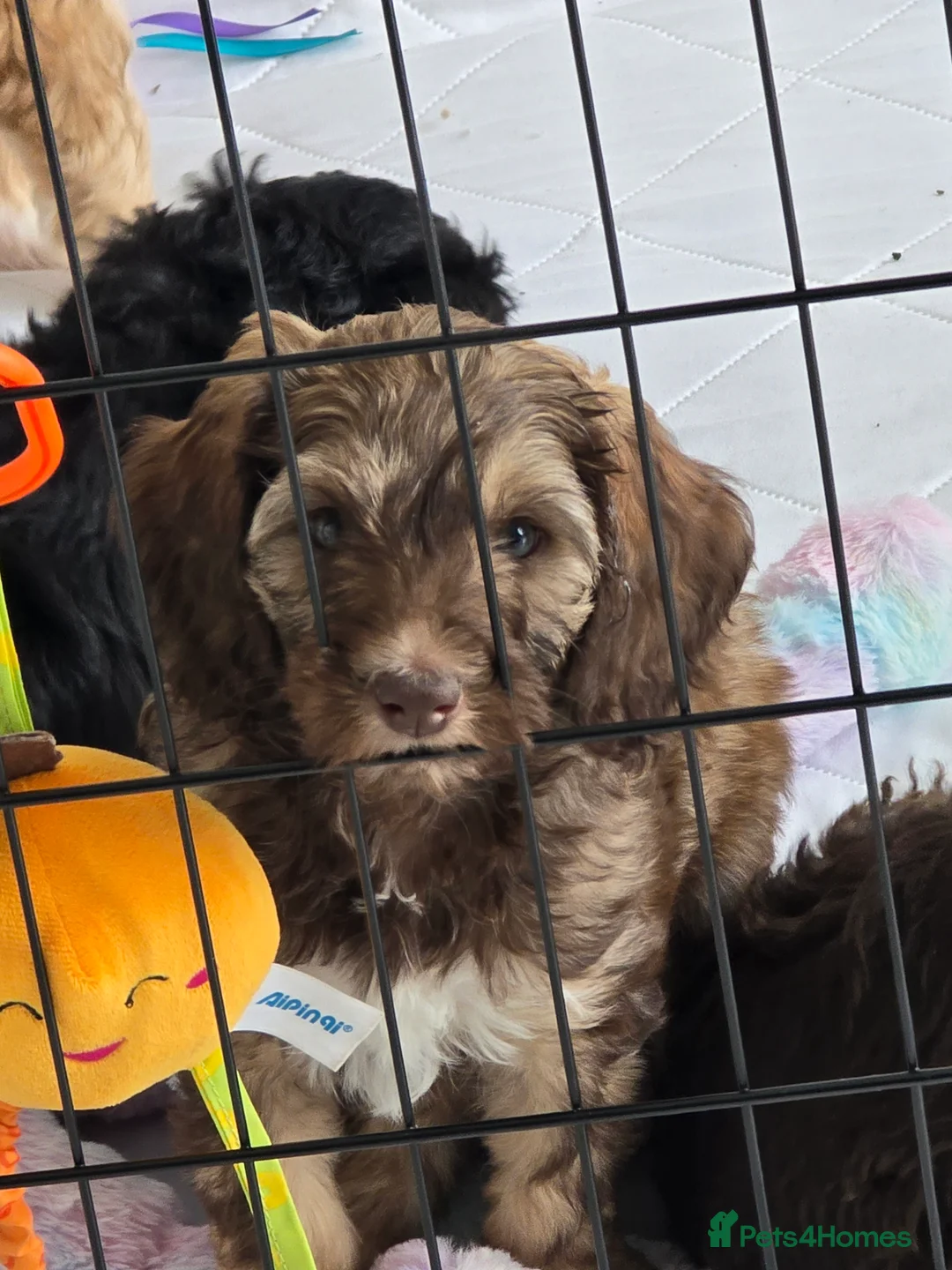 Sheepadoodle dogs for sale: Stunning Sheepadoodle puppy in Northampton - Advert 5