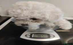 Maltese dogs for sale: Ready to go ! Gorgeous Maltese girls for salee - Image 4