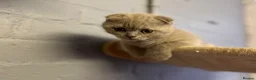 Scottish Fold cats for sale: 🐾Boy Kitten available 🐾 in Hitchin - Advert 7