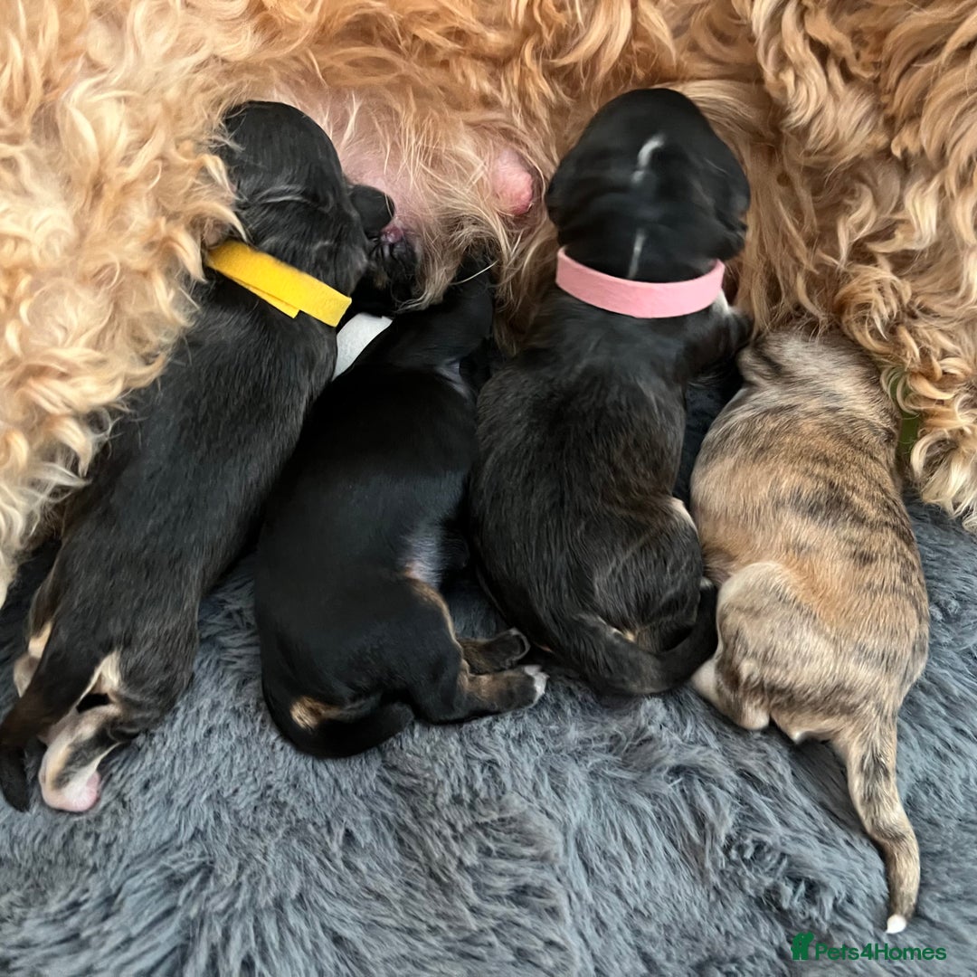 Cockapoo dogs for sale: F1b Cockerpoo puppies. - Image 1