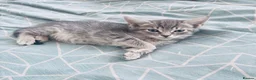 Mixed Breed cats for sale: Little Fluffs are looking for home - Advert 22
